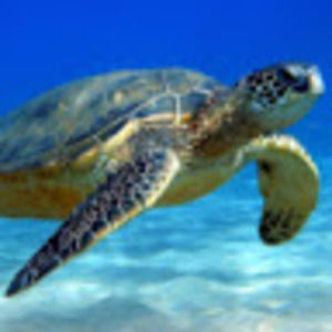 Meet your Posher, Mary-kate